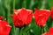 Red tulips in botanical garden