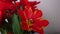 Red tulips bouquet - natural home decor style