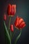 Red tulips bouquet in vibrant tints isolated on blurry background. Colorful springtime flowers with green leaf. Fresh