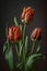 Red tulips bouquet in vibrant tints isolated on blurry background. Colorful springtime flowers with green leaf. Fresh