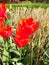 Red Tulips Bulbs Wallpapers