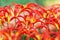 Red tulips with a claw shaped petals blooming in a park close-up. Selective focus.