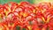 Red tulips with a claw shaped petals blooming in a park close-up. Selective focus.