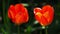 Red tulips close up. Footage taken in natural environment