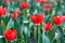 Red tulips closeup