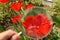 Red tulips Closeup magnifying glass