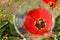 Red tulips Closeup magnifying glass