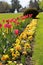 Red tulips in the colorful flowerbed