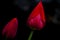 Red tulips covered with beads of water