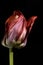 Red Tulips in the dark.  Red Tulip on black background in macro. Close up flowers photography.