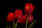 Red Tulips in the dark.  Red Tulip on black background in macro. Close up flowers photography.