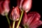 Red Tulips in the dark.  Red Tulip on black background in macro. Close up flowers photography.