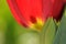 Red tulips detail