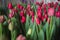 Red tulips of different varieties with green leaves indoors top view