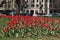 Red Tulips Downtown Washington, D.C.
