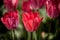 Red tulips, elegant close up backlit