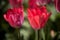 Red tulips, elegant close up backlit