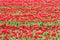 Red Tulips, endless rows with vivid red tulips on field in spring in South Holland, Netherlands