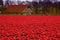 Red tulips everywhere