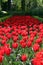 Red tulips everywhere