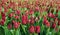 Red tulips field