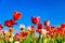 Red tulips on a field with blue sky and sunshine