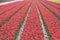 red tulips in a field. These flowers were shot in Holland the Netherlands