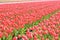 Red tulips in a field. These flowers were shot in Holland the Netherlands