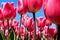 Red tulips on a field in the Netherlands agains a blue sky