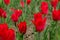 Red tulips in a flower bed. Beautiful meadow with flowers. Urban landscape.