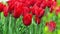 Red tulips in a flower bed. The tulip bud sways in the wind. Garden. Beautiful simple spring flowers. Floral background