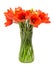 Red tulips flowers, floral arrangement (bouquet), in a transparent vase, white background