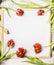 Red tulips frame on white chalkboard background