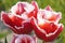 Red tulips with a frayed white border. Close up of early blooming flowers in the garden.