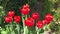 Red tulips in full flower