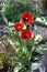 Red tulips in the garden on the flowerbed. Blooming tulips close-up. Buds of beautiful flowers