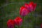 Red Tulips With Garden Wire