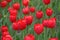 Red tulips green background.Bright beautiful flowers.Spring nature.