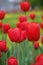 Red tulips green background.Bright beautiful flowers.Spring nature.