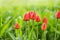 Red Tulips on green backgrounds, softfocus with bokeh. Park