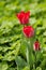 Red Tulips in Green Clover