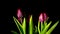 Red tulips grow and bloom, time-lapse