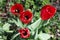 Red tulips grow in garden.