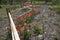 Red tulips growing around curve wooden fence