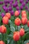 Red tulips growing in a field with purple tulips in background.