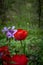 Red tulips growing in middle of the forest, together with random purple flower in April