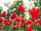 Red tulips growing together