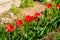 Red tulips grown in the garden