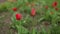 red tulips grows against the green grass background. take care of the flowers. plant and home gardening. seasonal spring