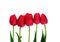 Red Tulips isolated Five red tulips on white with clipping path